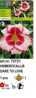 h12 - Hemerocallis