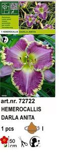 h13 - Hemerocallis