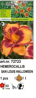 h14 - Hemerocallis