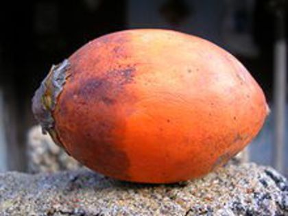 Arecanut(fruct) - Arbori exotici - 1
