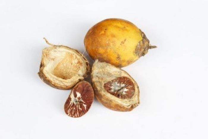 Areca-fruct; (Areca catechu)
