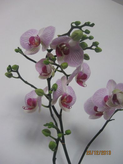 dec - 2013 - Phalaenopsis