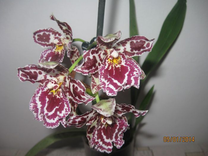 014 - Alte specii de orhidee