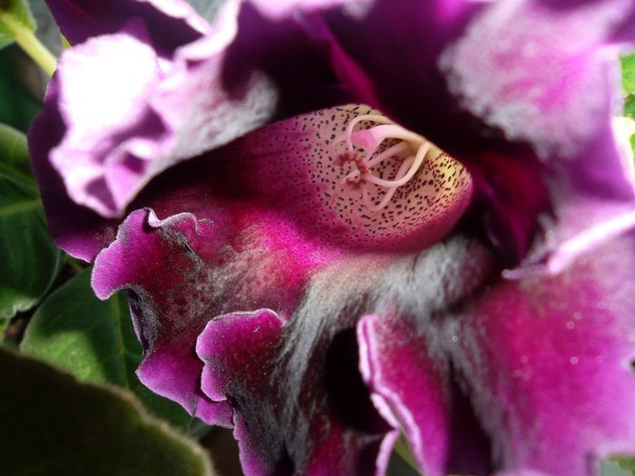 Detaliu floare - Gloxinia 2014