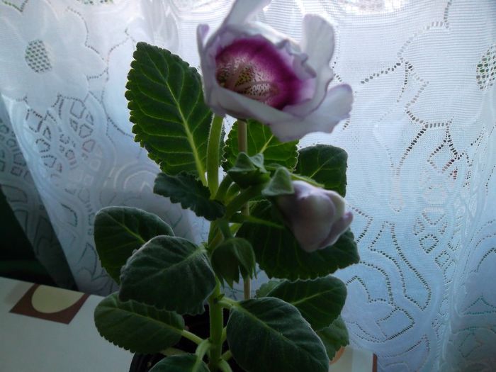 Gloxinia blue picotee