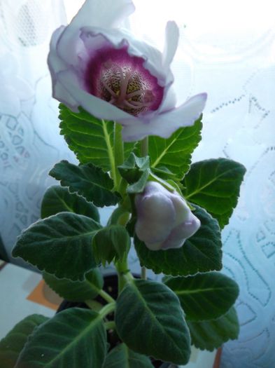 Se pregateste sa infloreasca - Gloxinia 2014