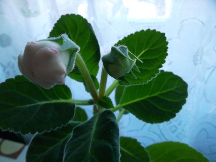 Gloxinia silvana pink