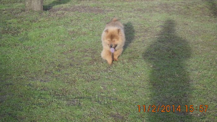 IMG_0201 - chow-chow maramures