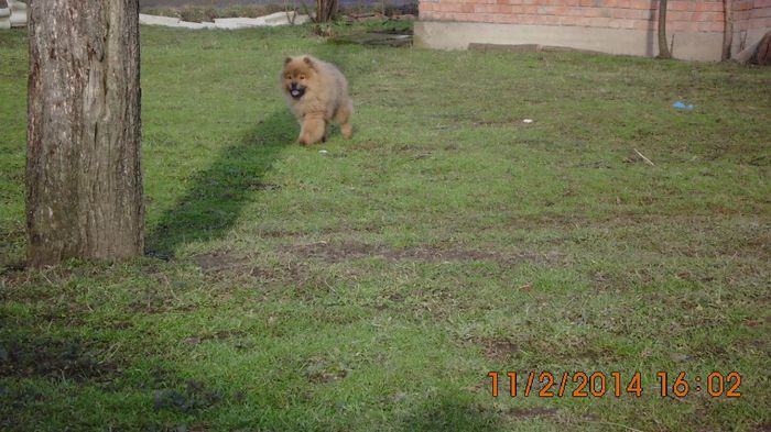 IMG_0204 - chow-chow maramures