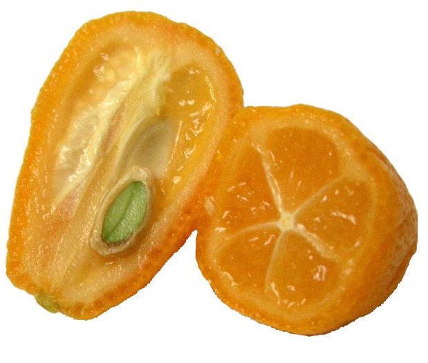 Kumquat-fruct si saminta,sectionate - Arbori exotici - 1