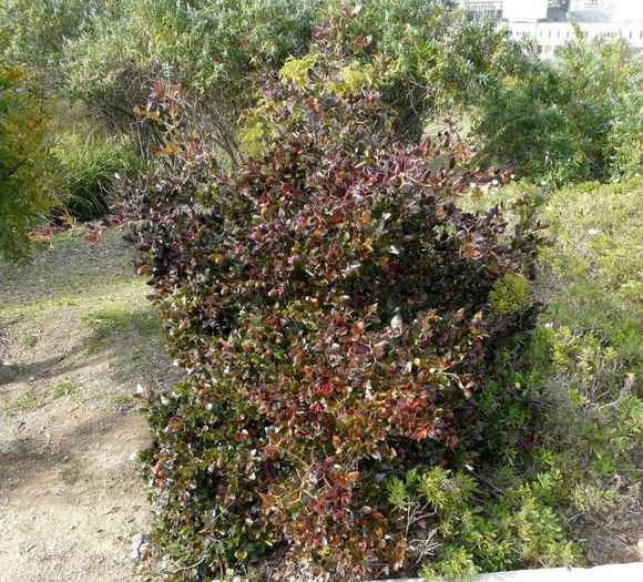 Amatungulu(Prun natural); (Carissa-macrocarpa)arbust ornamental,originar din Africa de Sud
