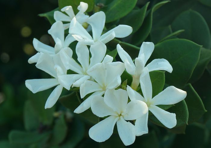 Amatungulu-flori; (Carissa-macrocarpa)
