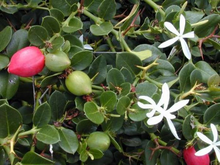 Amatungulu-flori si fructe; (Carissa-macrocarpa)
