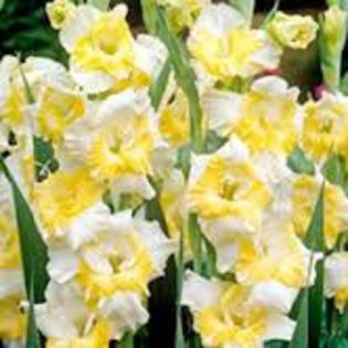 gladiolus buggy - gladiole la bax de 125 bulbi
