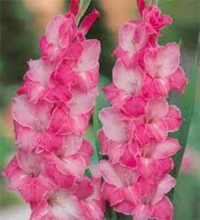 gladiolus invitation - gladiole la bax de 125 bulbi