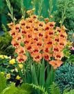 gladiolus tinkerbelle - gladiole la bax de 125 bulbi
