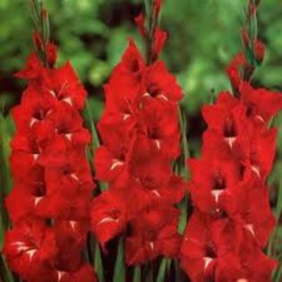 gladiolus traderhorh - gladiole la bax de 125 bulbi