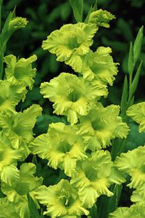 Green Star - gladiole la bax de 125 bulbi