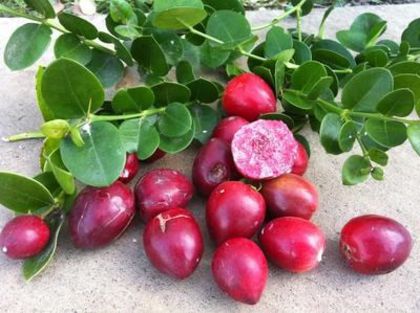 Amatungulu-fructe; (Carissa-macrocarpa)f gustoase,pt gem si jeleu
