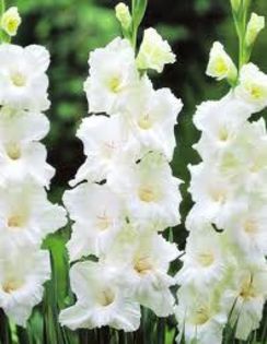 White Prosperity - gladiole la bax de 125 bulbi