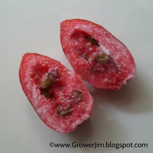 Amatungulu-fruct sectionat; (Carissa-macrocarpa)
