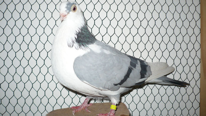 F 2011