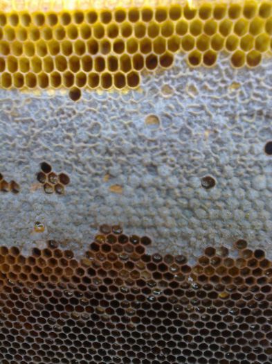 Fotografie0192; faguri capaciti
