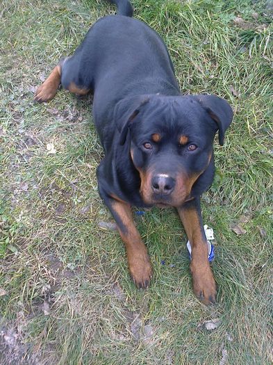 Fotografie0201; Lord
