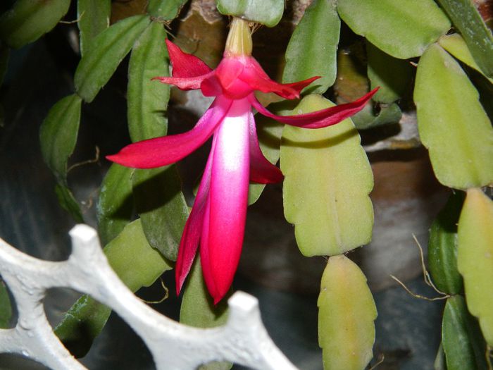 DSCN1867 februarie 13