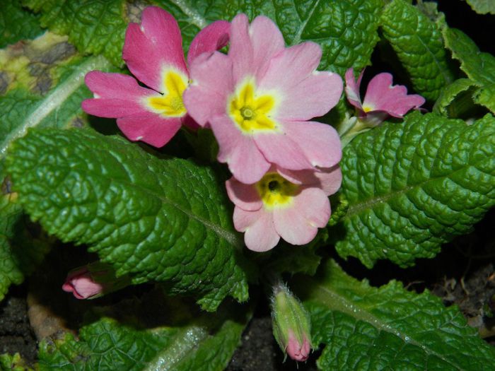 DSCN2074 - FEBRUARIE 2014