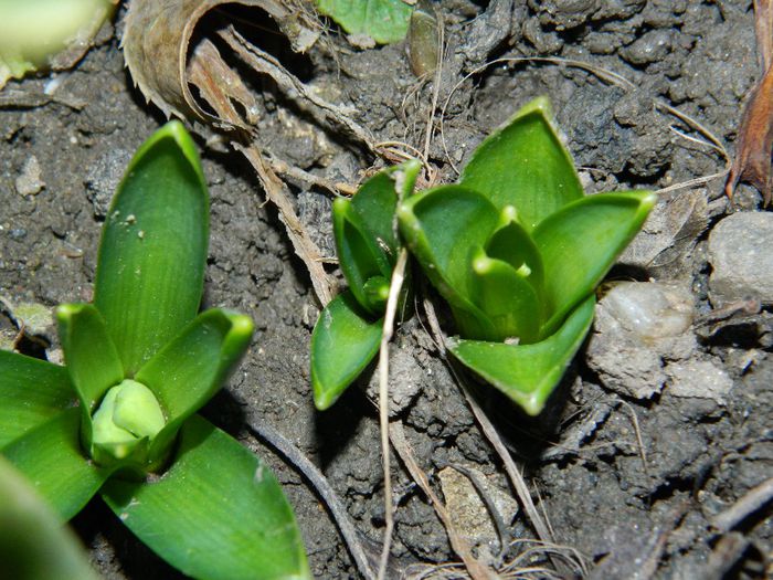 DSCN2076 zambile roz - FEBRUARIE 2014