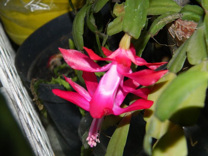 DSCN2121 ultima floricica - FEBRUARIE 2014
