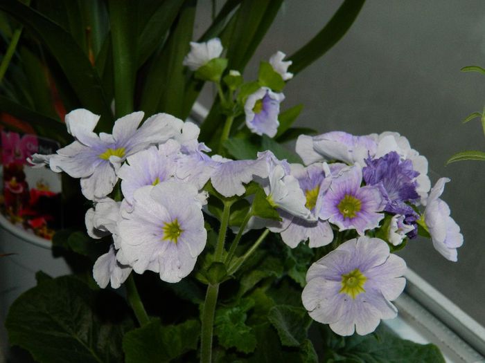 DSCN2130 - FEBRUARIE 2014