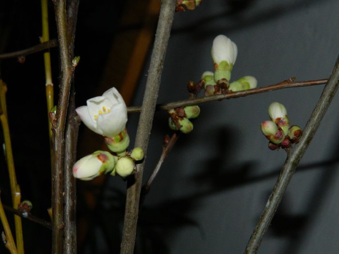 DSCN2138 - FEBRUARIE 2014
