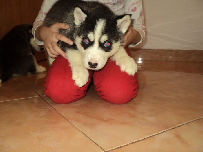 DSC03274; la 5 saptamni
