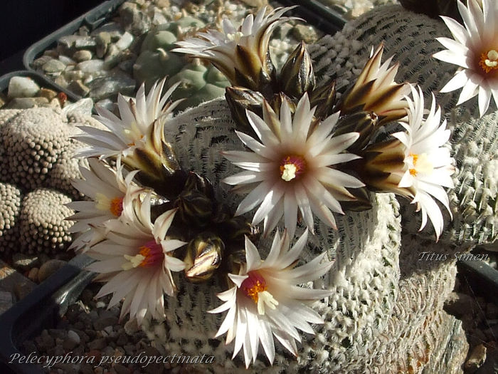 Pelecyphora pseudopectinata - Cactusi 2014