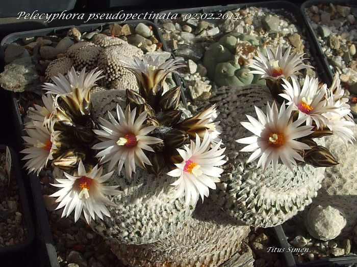 Pelecyphora pseudopectinata -02.02.2014. - Cactusi 2014
