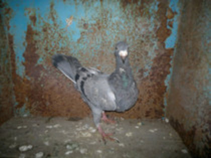 tot - porumbei vinduti