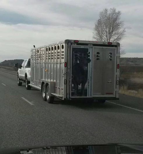 remorca de transportat animale