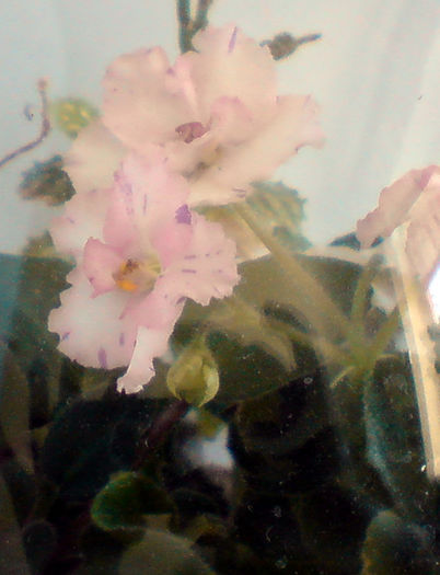 DSC03254_1 - Aranjamente florale si Terrarium