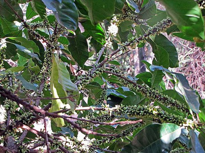 Abiu-inflorit - arbusti exotici