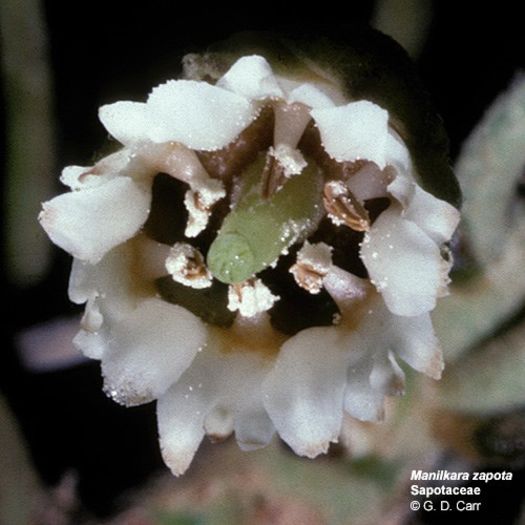 Abiu-floare; (Pouteria-caimito)
