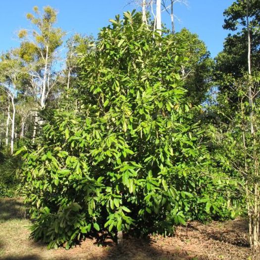 Cupuaçu - Arbori exotici - 1