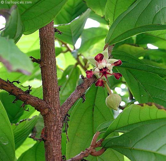 Cupuaçu - Arbori exotici - 1