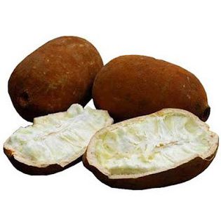 Cupuaçu - Arbori exotici - 1