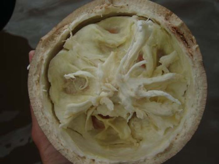 Cupuaçu; (Theobroma grandiflorum)
