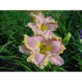 Darla Anita - hemerocallis comanda Atlasplant