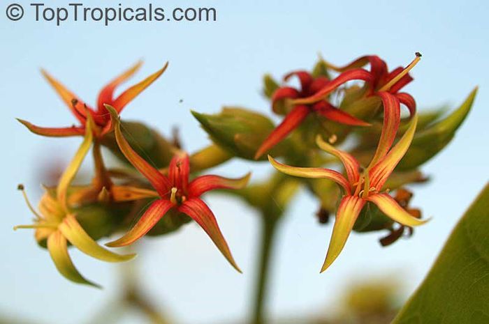 Caju-flori; (Anacardium occidentale)
