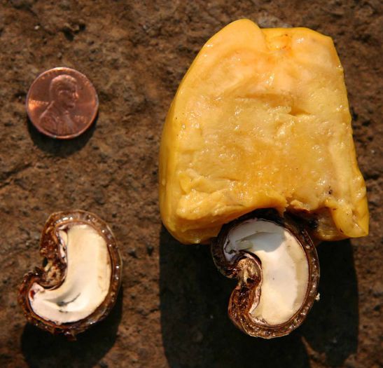 Caju-fruct si saminta,sectionate; (Anacardium occidentale)partea groasa nu e fruct ci penduculul florii,ingrosat

