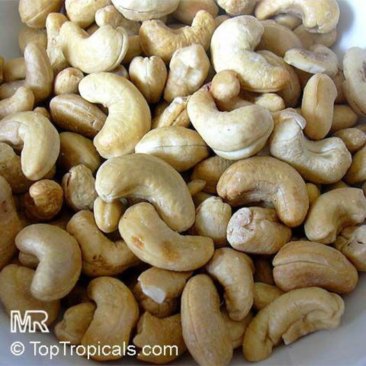 Caju-seminte uscate; (Anacardium occidentale)se numesc si nuci caju sau alune caju
